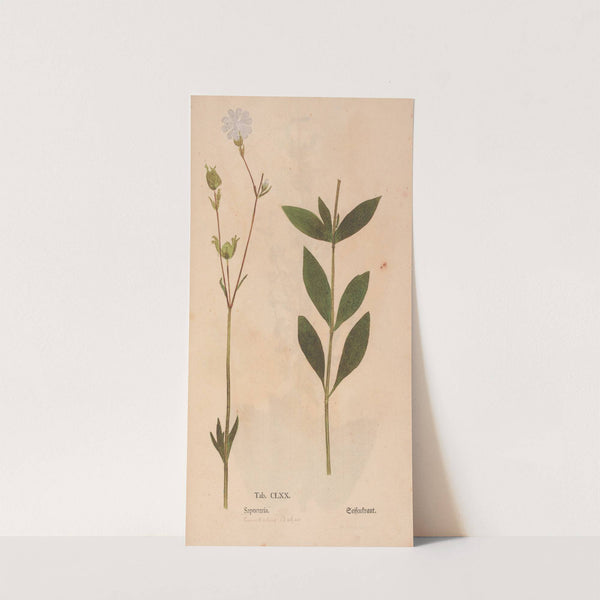 Ectypa vegetabilium Pl.170 (1760-1764) by Christian Gottlieb Ludwig