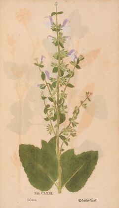 Ectypa vegetabilium Pl.171 (1760-1764) — size preview