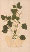 Ectypa vegetabilium Pl.172 (1760-1764)