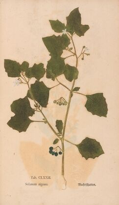 Ectypa vegetabilium Pl.172 (1760-1764)