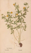 Ectypa vegetabilium Pl.174 (1760-1764)