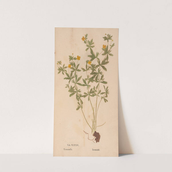 Ectypa vegetabilium Pl.174 (1760-1764) by Christian Gottlieb Ludwig