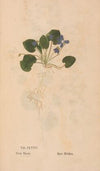 Ectypa vegetabilium Pl.175 (1760-1764)