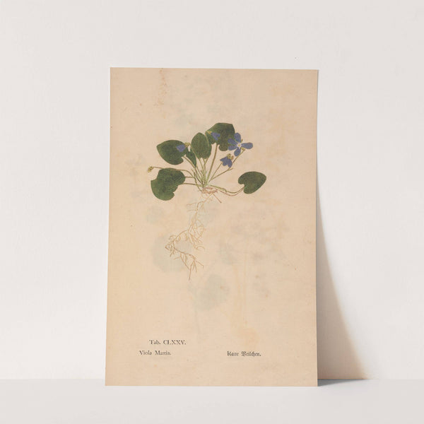 Ectypa vegetabilium Pl.175 (1760-1764) by Christian Gottlieb Ludwig