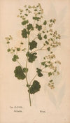 Ectypa vegetabilium Pl.176 (1760-1764)