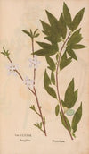 Ectypa vegetabilium Pl.177 (1760-1764)