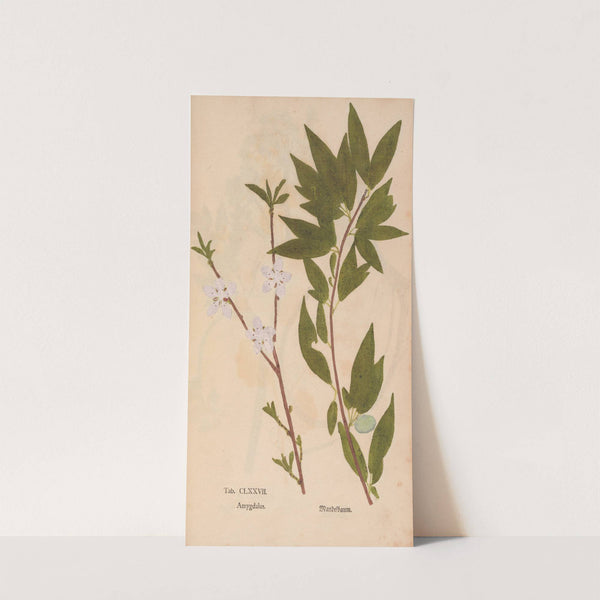 Ectypa vegetabilium Pl.177 (1760-1764) by Christian Gottlieb Ludwig