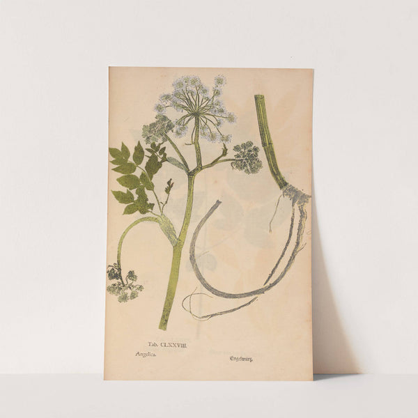 Ectypa vegetabilium Pl.178 (1760-1764) by Christian Gottlieb Ludwig