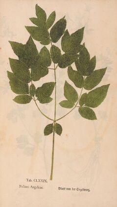 Ectypa vegetabilium Pl.179 (1760-1764)
