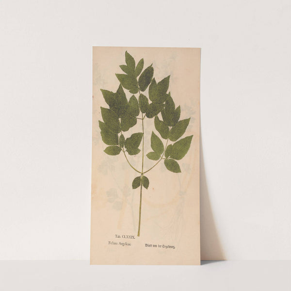 Ectypa vegetabilium Pl.179 (1760-1764) by Christian Gottlieb Ludwig