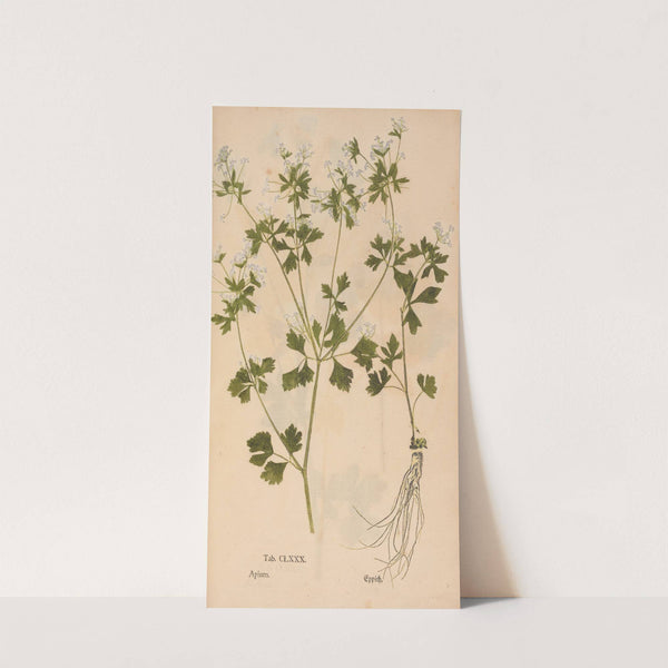 Ectypa vegetabilium Pl.180 (1760-1764) by Christian Gottlieb Ludwig