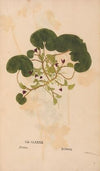 Ectypa vegetabilium Pl.182 (1760-1764)
