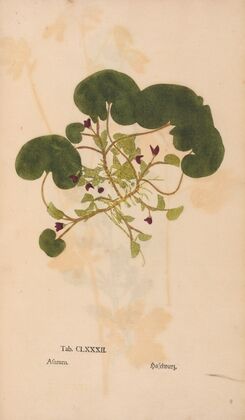 Ectypa vegetabilium Pl.182 (1760-1764)