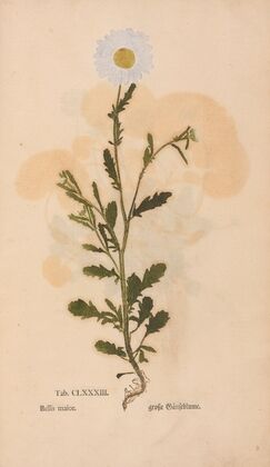 Ectypa vegetabilium Pl.183 (1760-1764)