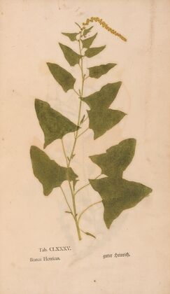 Ectypa vegetabilium Pl.185 (1760-1764)