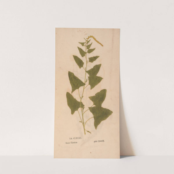 Ectypa vegetabilium Pl.185 (1760-1764) by Christian Gottlieb Ludwig