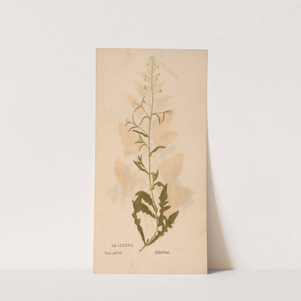 Ectypa vegetabilium Pl.186 (1760-1764) by Christian Gottlieb Ludwig