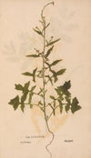 Ectypa vegetabilium Pl.187 (1760-1764)