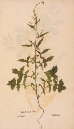 Ectypa vegetabilium Pl.187 (1760-1764)