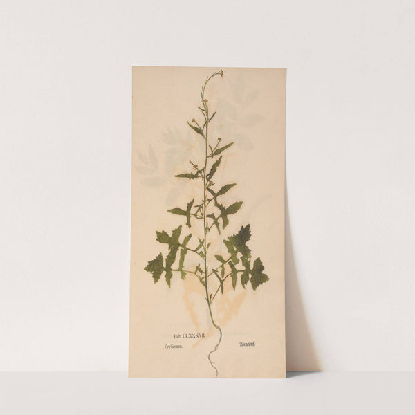 Ectypa vegetabilium Pl.187 (1760-1764) by Christian Gottlieb Ludwig