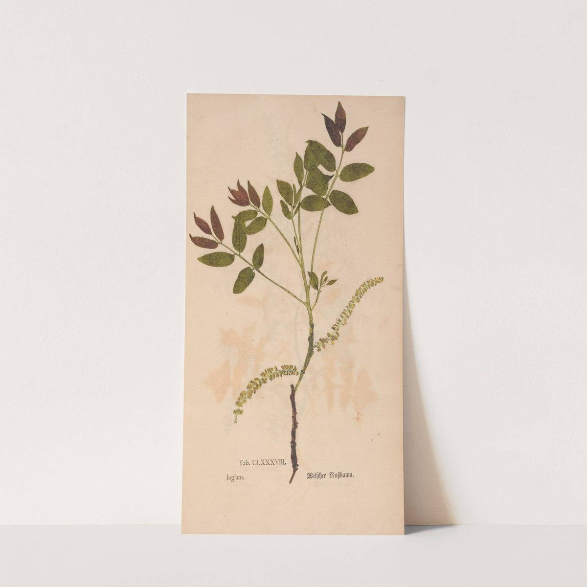 Ectypa vegetabilium Pl.188 (1760-1764) by Christian Gottlieb Ludwig
