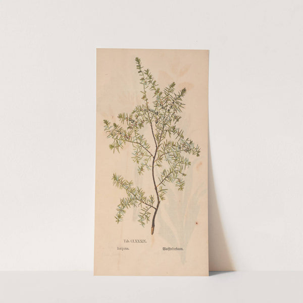 Ectypa vegetabilium Pl.189 (1760-1764) by Christian Gottlieb Ludwig