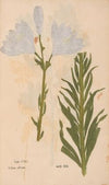 Ectypa vegetabilium Pl.190 (1760-1764)