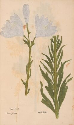 Ectypa vegetabilium Pl.190 (1760-1764)