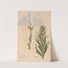 Ectypa vegetabilium Pl.190 (1760-1764) by Christian Gottlieb Ludwig