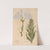 Ectypa vegetabilium Pl.190 (1760-1764) by Christian Gottlieb Ludwig