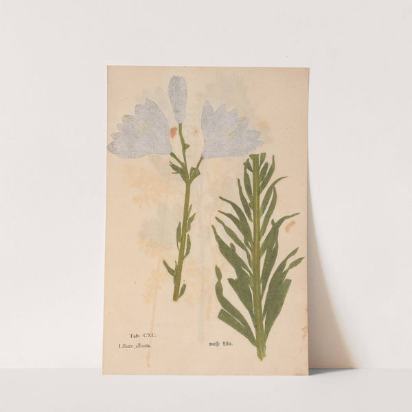Ectypa vegetabilium Pl.190 (1760-1764) by Christian Gottlieb Ludwig