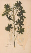 Ectypa vegetabilium Pl.191 (1760-1764)