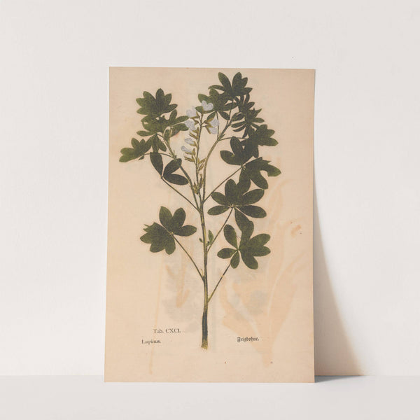 Ectypa vegetabilium Pl.191 (1760-1764) by Christian Gottlieb Ludwig