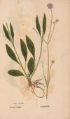 Ectypa vegetabilium Pl.193 (1760-1764)