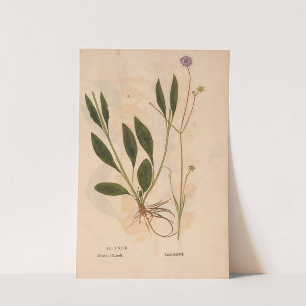 Ectypa vegetabilium Pl.193 (1760-1764) by Christian Gottlieb Ludwig