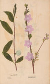 Ectypa vegetabilium Pl.194 (1760-1764)