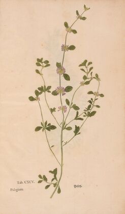 Ectypa vegetabilium Pl.195 (1760-1764)