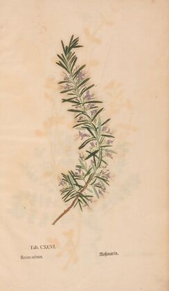 Ectypa vegetabilium Pl.196 (1760-1764)