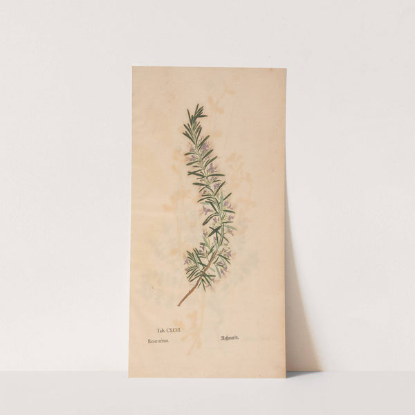 Ectypa vegetabilium Pl.196 (1760-1764) by Christian Gottlieb Ludwig