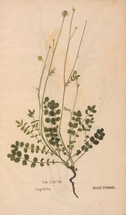 Ectypa vegetabilium Pl.197 (1760-1764)