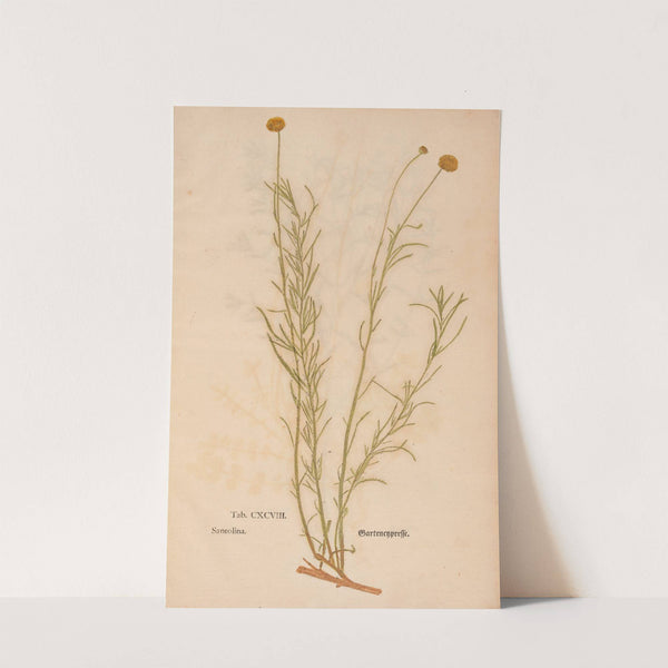 Ectypa vegetabilium Pl.198 (1760-1764) by Christian Gottlieb Ludwig