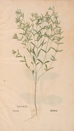 Ectypa vegetabilium Pl.199 (1760-1764)