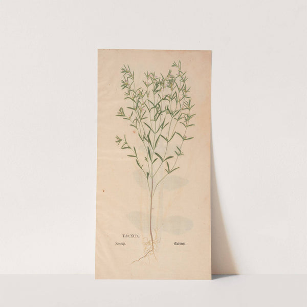 Ectypa vegetabilium Pl.199 (1760-1764) by Christian Gottlieb Ludwig