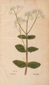 Ectypa vegetabilium Pl.200 (1760-1764)