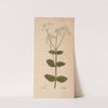 Ectypa vegetabilium Pl.200 (1760-1764) by Christian Gottlieb Ludwig