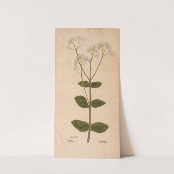 Ectypa vegetabilium Pl.200 (1760-1764) by Christian Gottlieb Ludwig