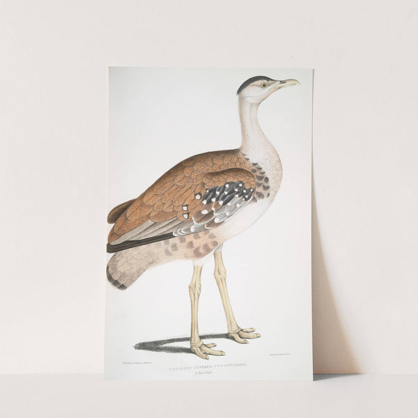 Edward’s Bustard, Otis Edwardsii (1830-1834) by John Edward Gray