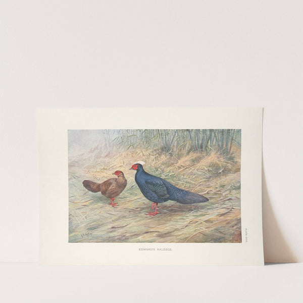 Edward’s Kaleege (Gennaeus edwardsi). (1918-1922) by George Edward Lodge