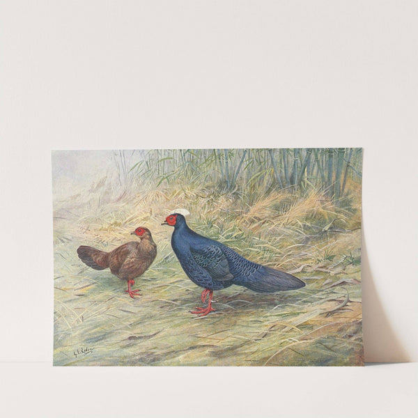 Edward's Kaleege by George Edward Lodge