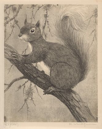 Eekhoorn (1921)